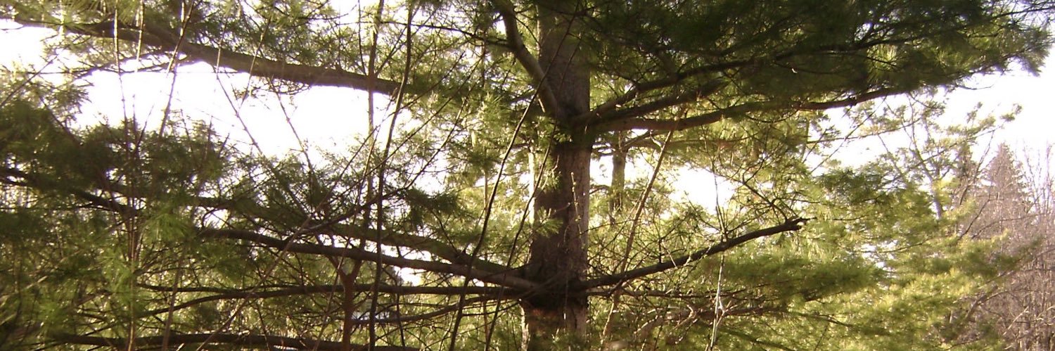 SlothOuOl's profile banner image