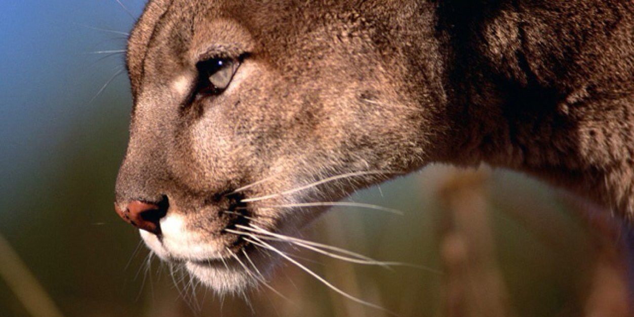 ltCatscratch's profile banner image