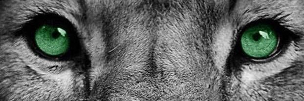 Karpi banner