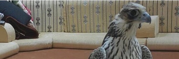 Sirrasheeed's profile banner image