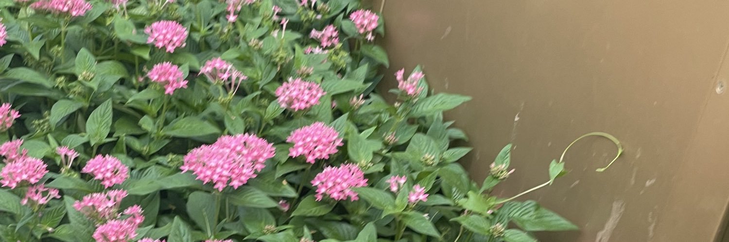 Muffin 🇰🇭 banner