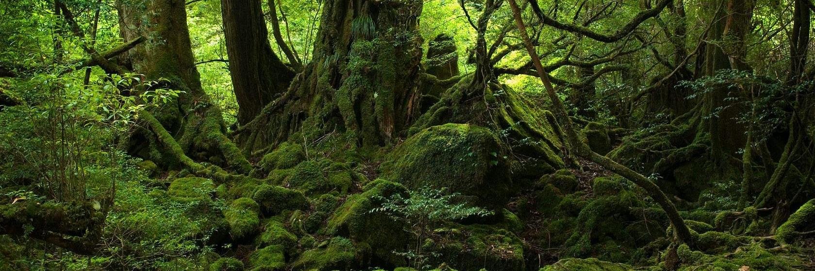 Michael Kline Jr banner