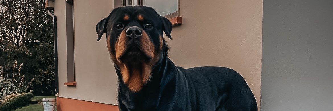 Emma O Connor banner