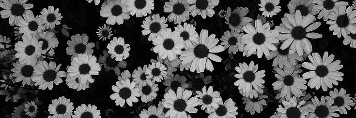 purelove231's profile banner image
