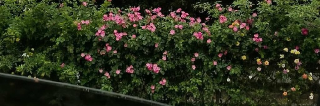 𝕊𝕆𝕄𝔸𝕀ℍ. banner