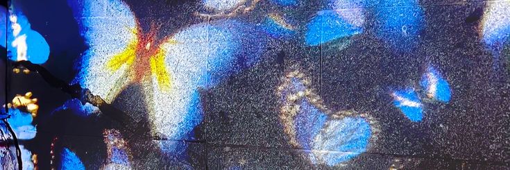 alix 🦋 banner