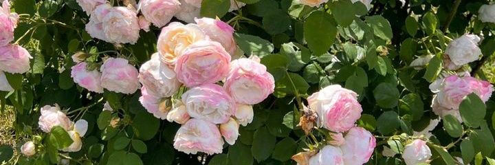 rrina107's profile banner image