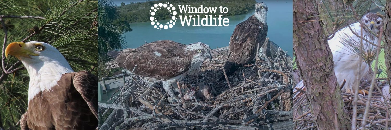Window To Wildlife banner