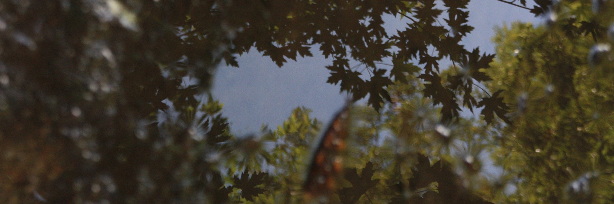 ilsebouman's profile banner image