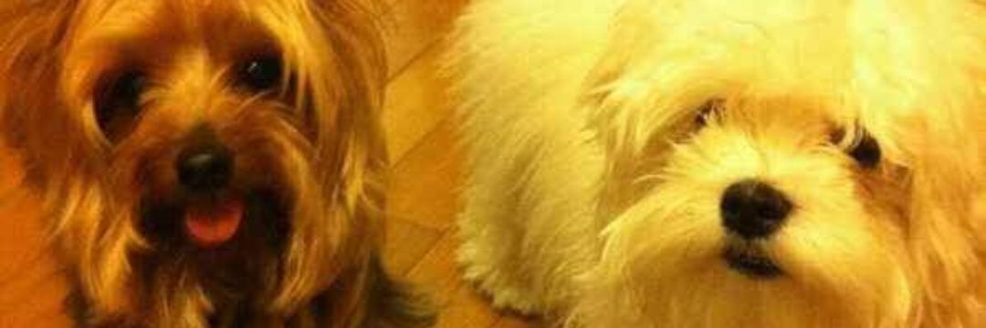 Ukey_1T0's profile banner image