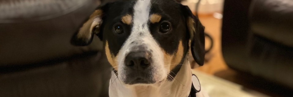 Mike Bittenbender banner