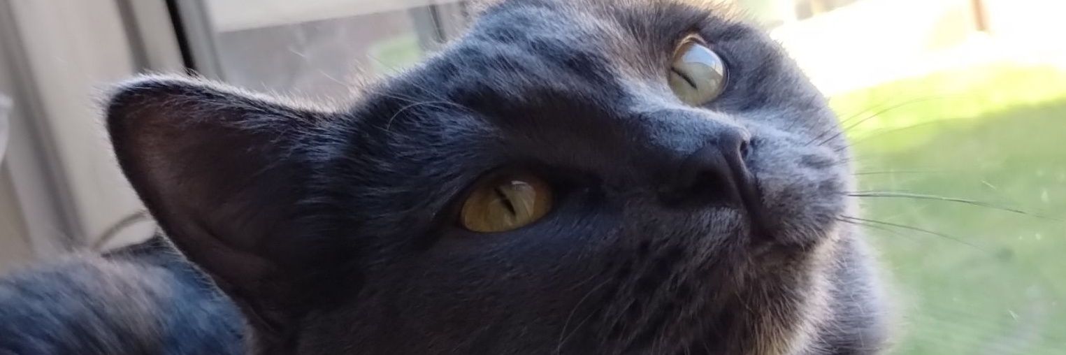 🔅Shoolou🔅 banner