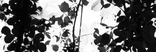 _AliceTica Profile Banner