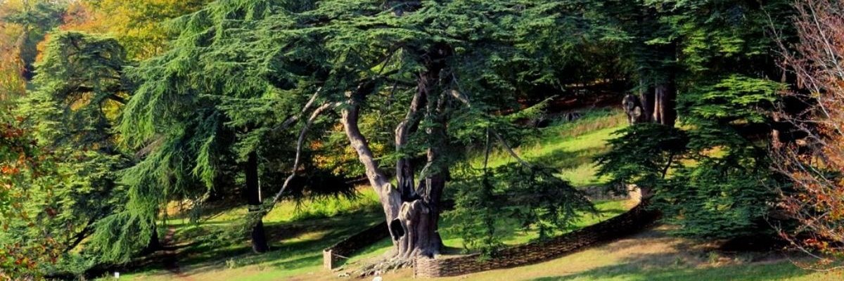 DejanCabrilo's profile banner image