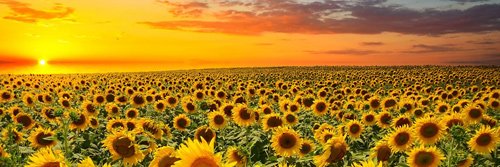 YeemingTotheMoon banner