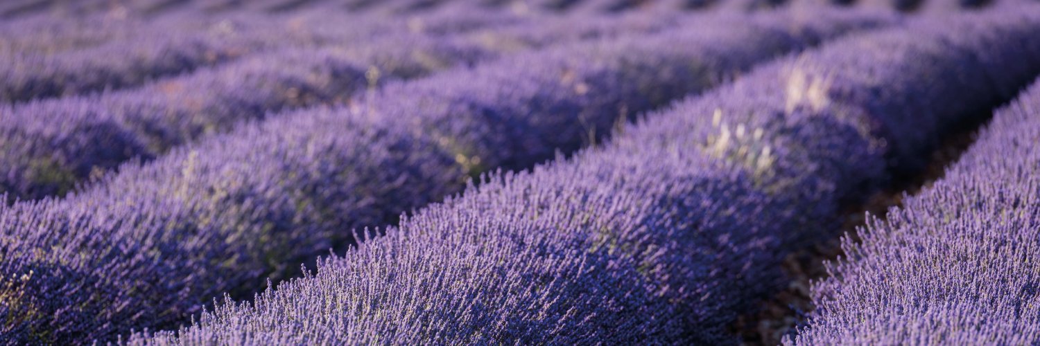 AlcarriaFlora's profile banner image