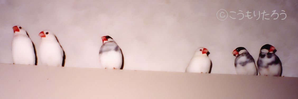 こうもりたろう banner