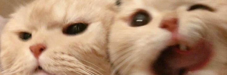 sweetieasf's profile banner image