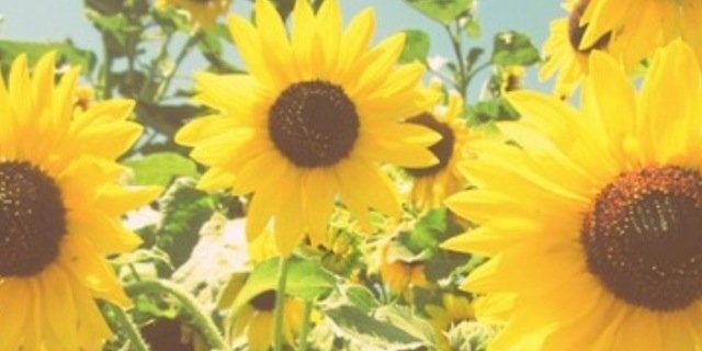 chelle_robin's profile banner image