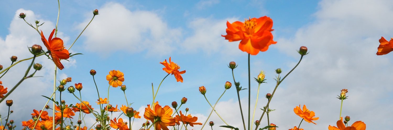 sy46016271's profile banner image