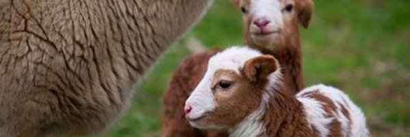 الرفاعي السر ( أبوالمنتقي) banner