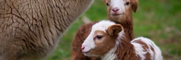 RfaAsr2 Profile Banner