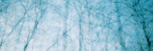 лиса в море одуванчиков banner
