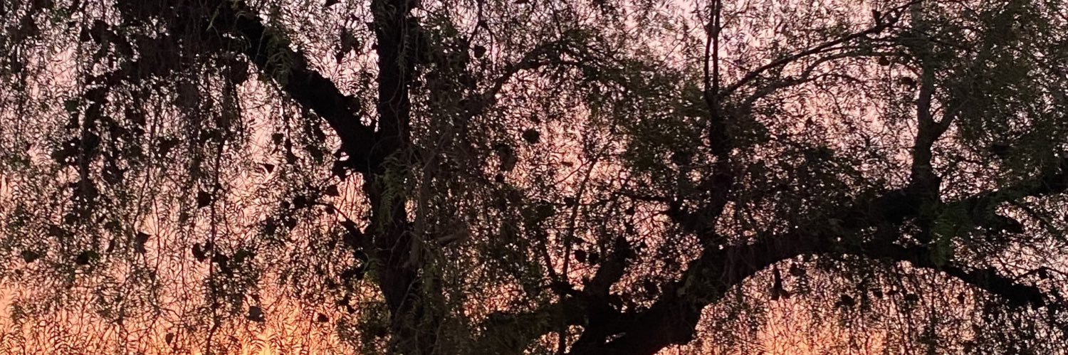 🐈‍⬛ banner