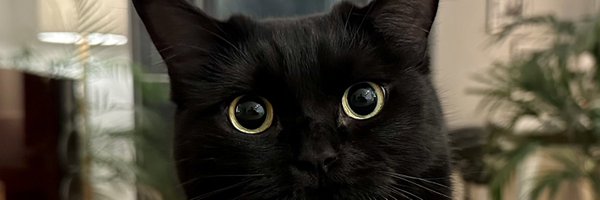 chabotc Profile Banner