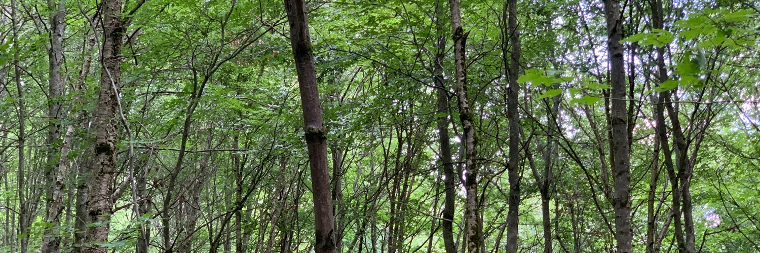 Dr Maura Smale 💉😷 banner