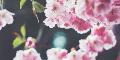 Yekyeong's profile banner image
