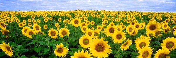 ClinPsyNeuro Profile Banner