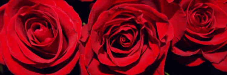 _LoModele's profile banner image