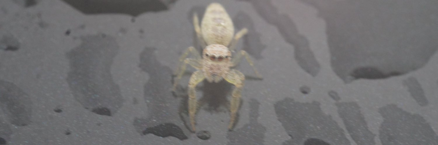 Acre Acre Acre Acre | Diet Waterrrr banner