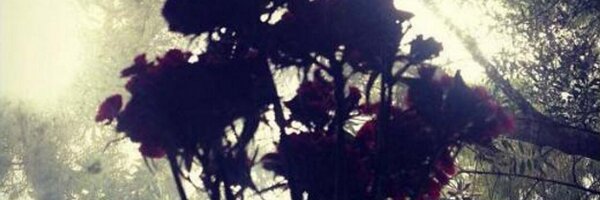 leonwong Profile Banner