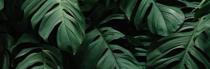 Little RabbitV2🐰 banner