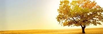GROOT 💛 banner
