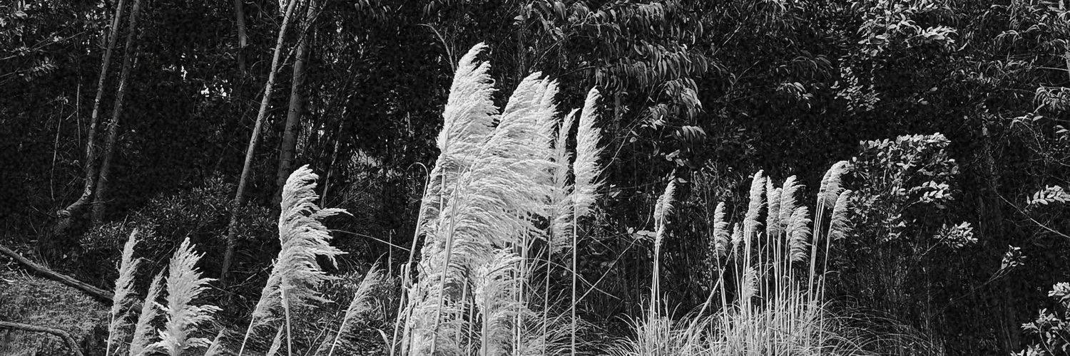 profondo rosso banner