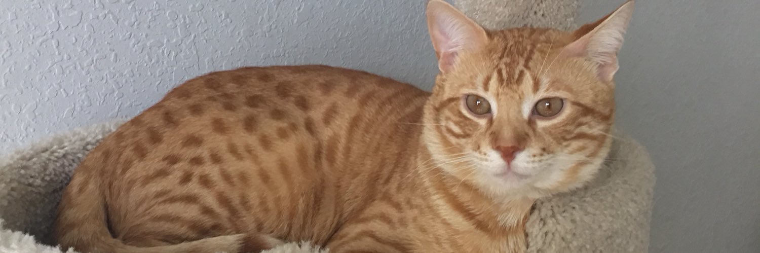 FierceFiyaSims banner