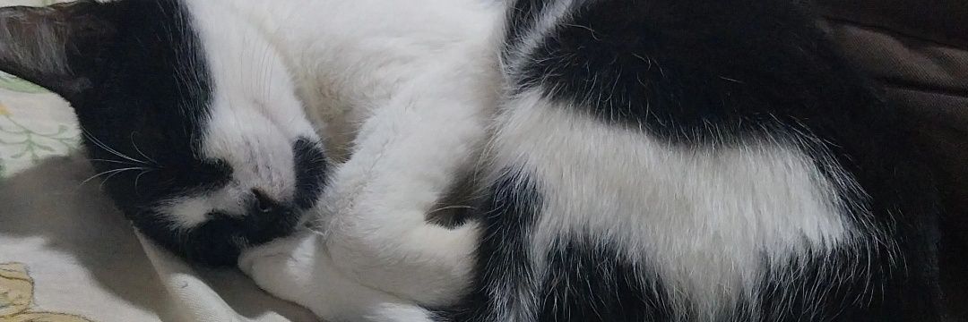 pig_etro's profile banner image