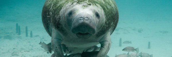 AsstSecEstenoz Profile Banner