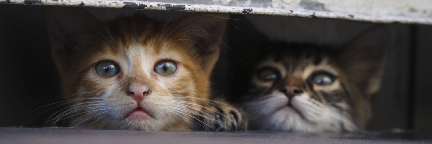 PureMeows's profile banner image