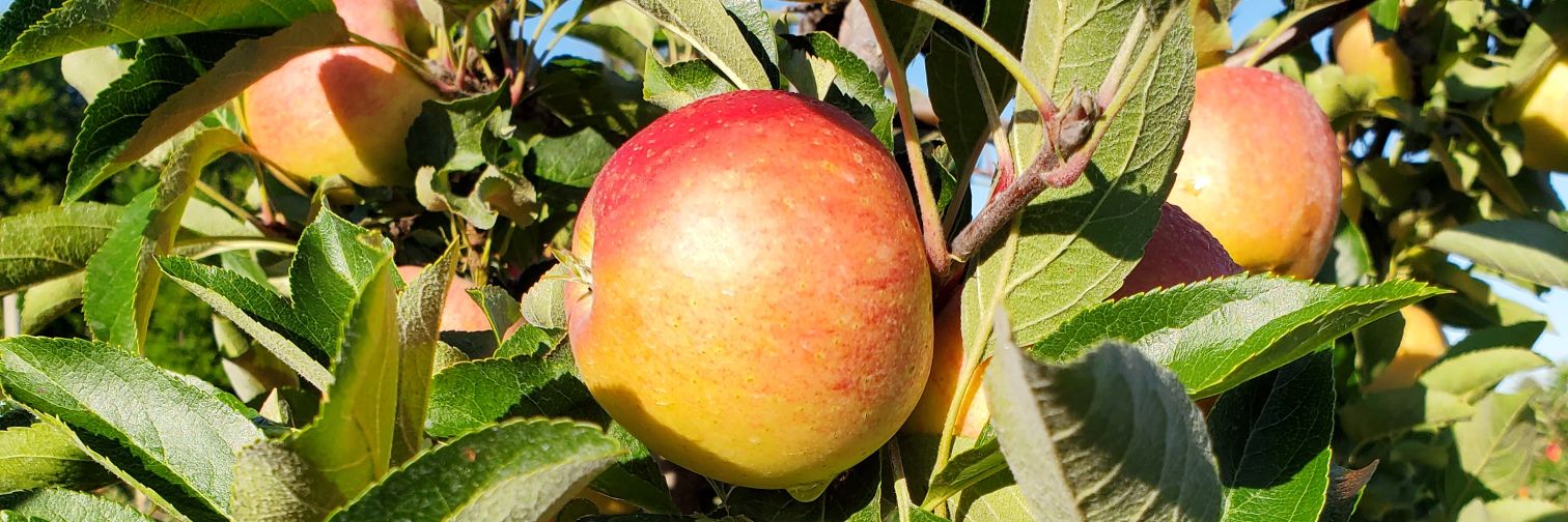 AppleLandStn's profile banner image