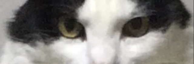 Fetilla's profile banner image
