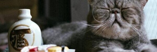 wildfish Profile Banner