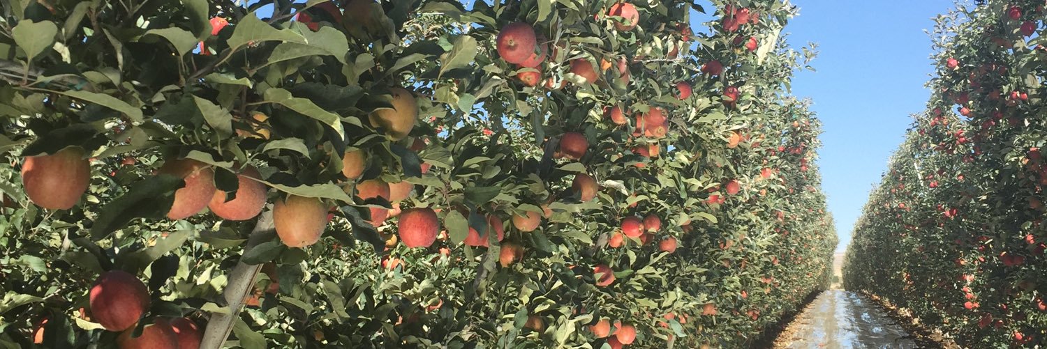berrygiant's profile banner image