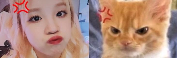 Bella 𖥔 ݁ ˖ banner