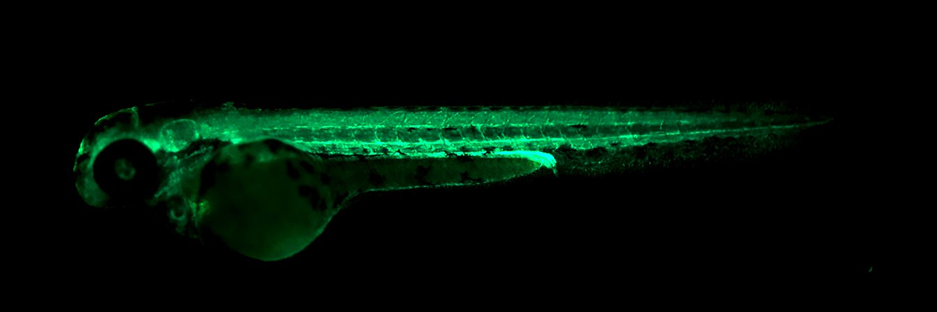 Sarada Ketharnathan banner