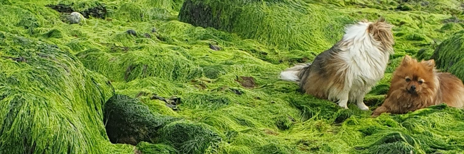 rosemary mclaughlin banner