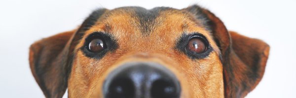 RincnCuriosoo Profile Banner